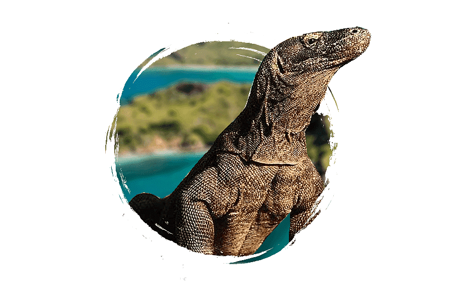 Komodo Dragon